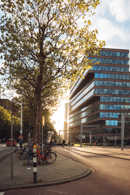 The image shows a city street scene taken during daylight hours, with a large tree with autumnal yellow leaves in the foreground on a paved sidewalk. Several parked bicycles are secured to a metal bik